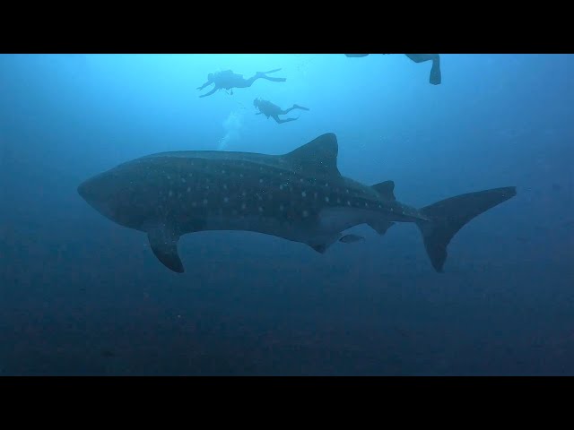 Galapagos Scuba Diving in 4K (Ecuador, Aug 2023)
