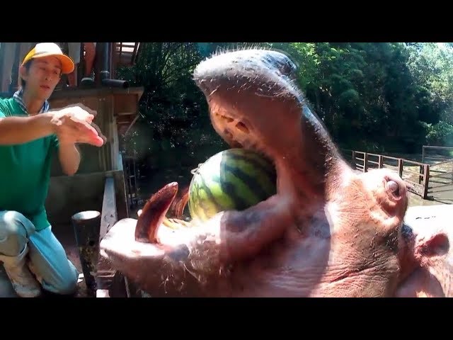Hippo devour a whole watermelon