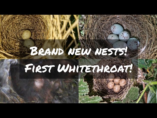 WHITETHROAT! | Bullfinch | Treecreeper | Blackcap and MORE! Bird Nest Walk