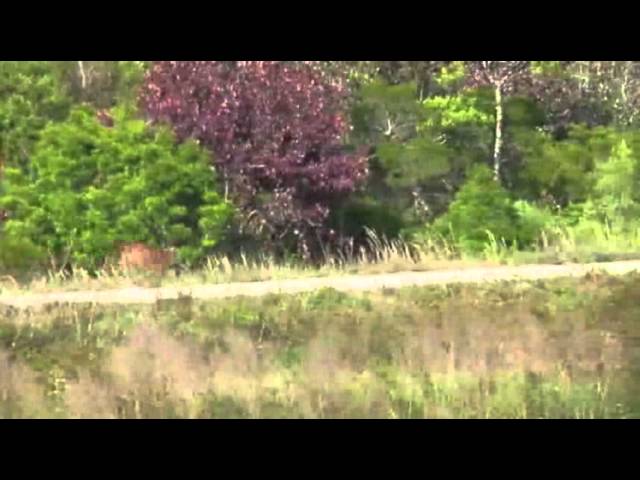 Rare Fla. Panther Released Into the Wild
