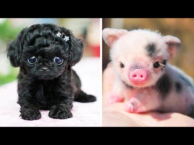 Funny baby animals Videos Compilation Cute moment of the Animals - FunnyVines