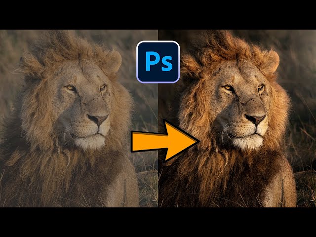 How to Edit Highlights on Your Wildlife Photos