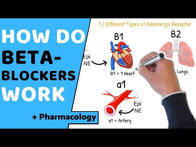 How do Beta Blockers Work? (+ Pharmacology)
