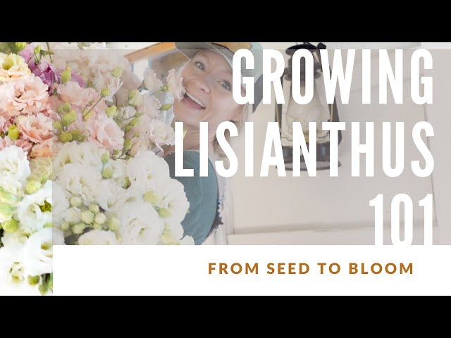 HOW TO GROW LISIANTHUS!