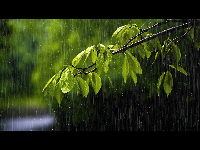 Rainy Day : Relaxing Piano Music & Soft Rain Sounds For Sleep & Relaxation🍄