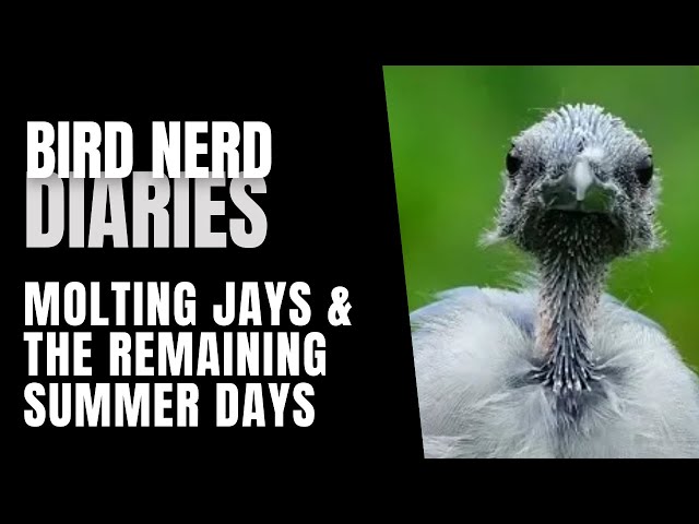 Molting Blue Jays & The Remaining Summer Days | Bird Nerd Diaries