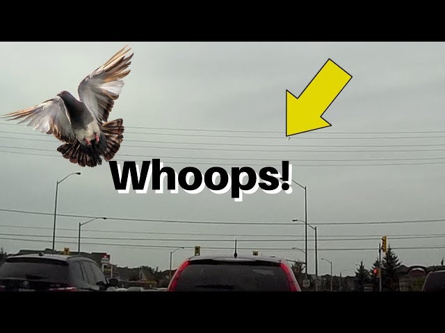 Unsuspecting pigeon hits power line