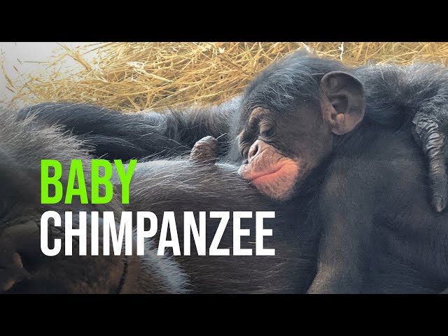 Extremely Rare Baby Chimp
