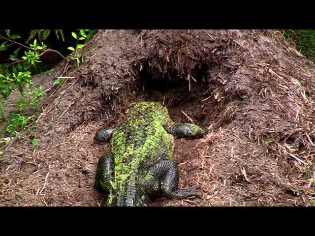 The birth of baby alligators...