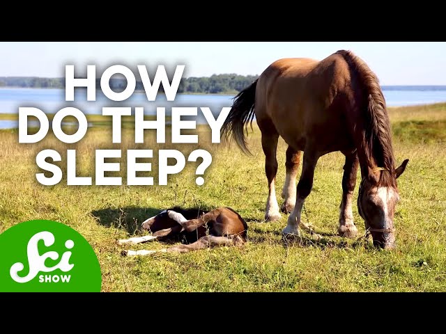 8 Strange Ways Animals Sleep