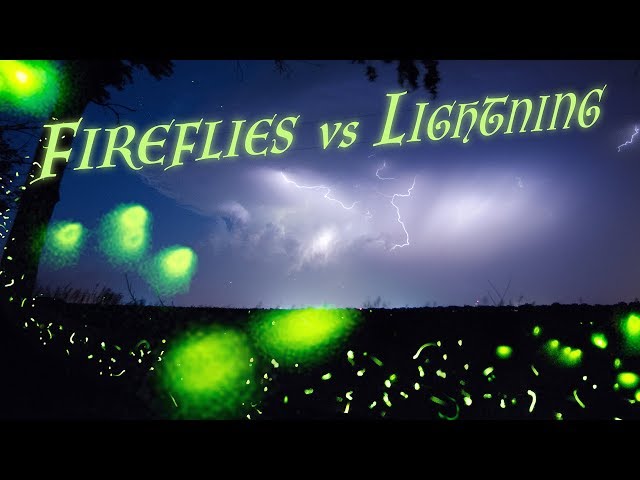 FIREFLIES vs LIGHTNING - A Magical Evening