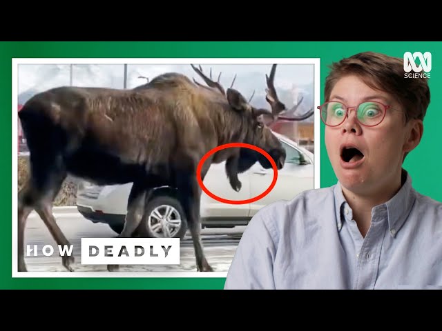 Deer are surprisingly dangerous home invaders | REACTION