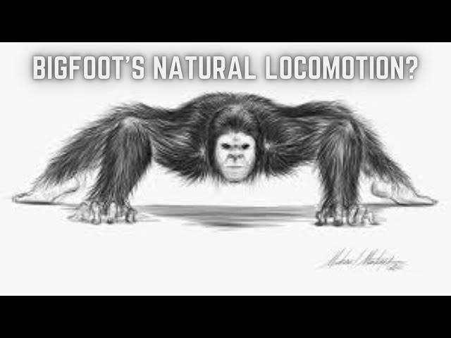 Discussing Bigfoots Quadrupedal Movement