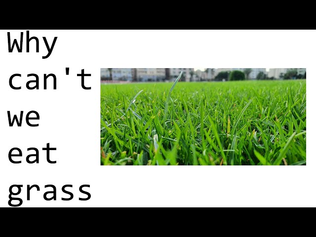 Why can't humans eat grass