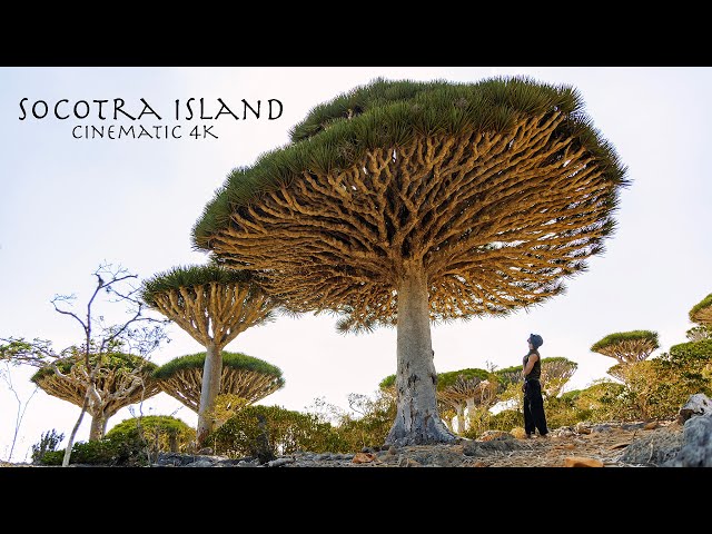 Socotra Island - Yemen | Cinematic 4K Video