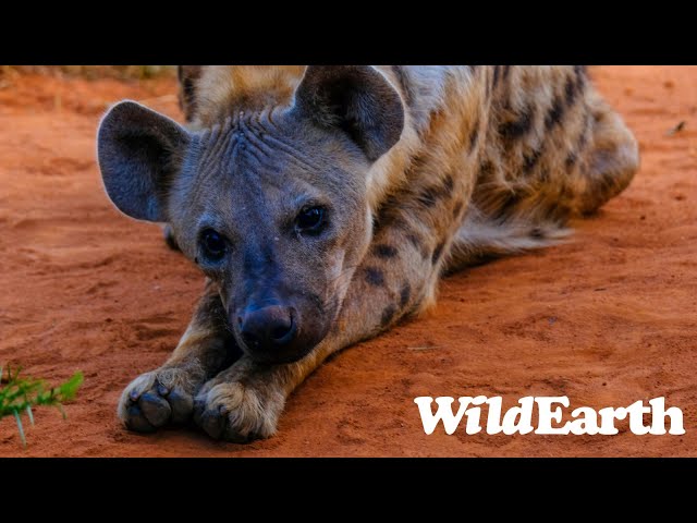 Sights and Sounds of Africam - 30 May 2024