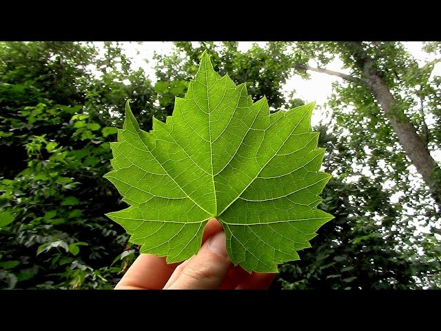 Wild Food Foraging- Grape Leaf Chips
