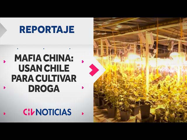 REPORTAJE | Mafia china: Usan Chile para cultivar gigantescas plantaciones industriales de marihuana