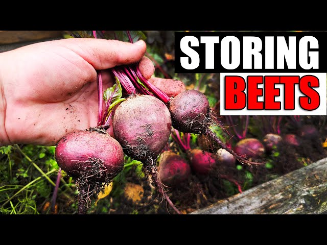 How To Store Your Beets - Garden Quickie Episode 179