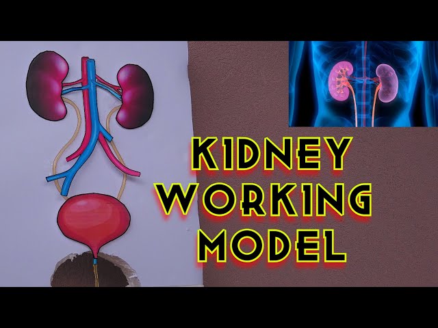 Kidney Working Model │ School Science Project