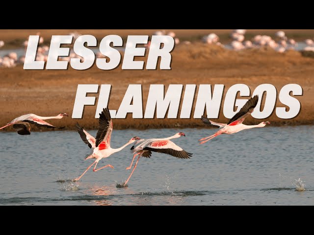 LESSER FLAMINGO Flock