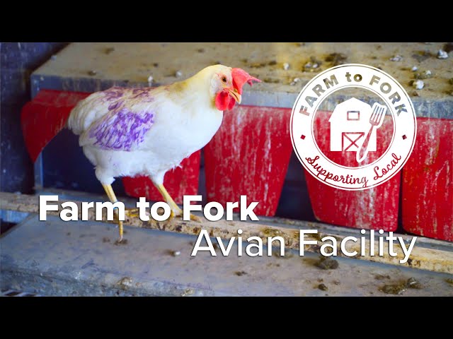 Farm to Fork: Eggs from the Hopkins Avian Facility