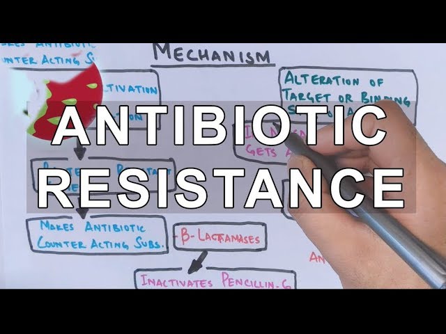 Antibiotic Resistance | Evolution Genetics Microbiology
