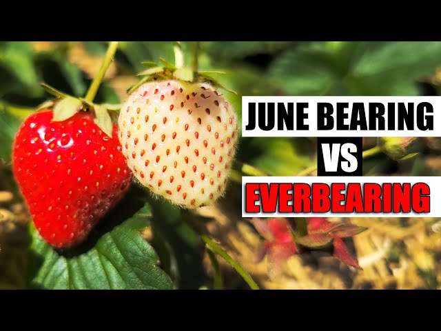 June Bearing vs Everbearing Strawberries - Garden Quickie Episode 162