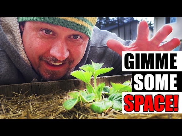 Strawberry Spacing Explained - Garden Quickie Episode 136