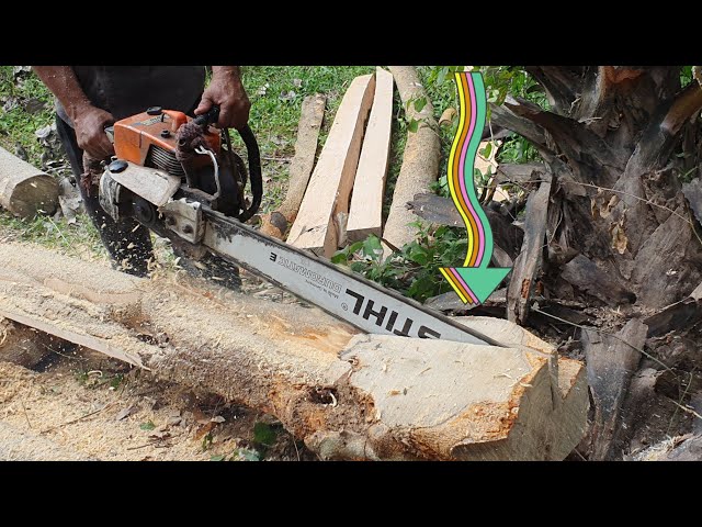 Wood Cutting Machine Chainsaw STIHL MS070 Sawing Skills Process Strychnine Tree