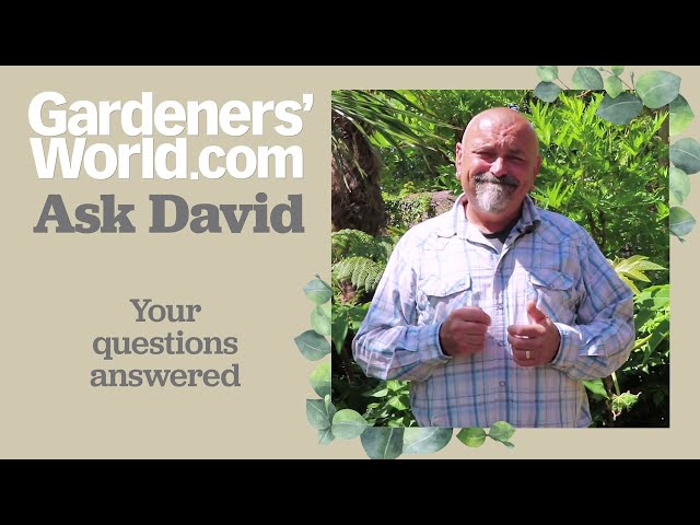 Ask David - Episode 8