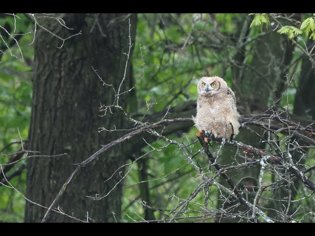 Owl Babies, Wonderful Warblers, Leaf Popping Day, and a Surprise Guest in the May MN Birding Video