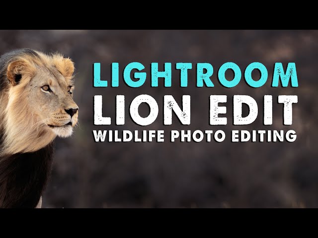 WILDLIFE PHOTO EDITING IN LIGHTROOM | KALAHARI LION