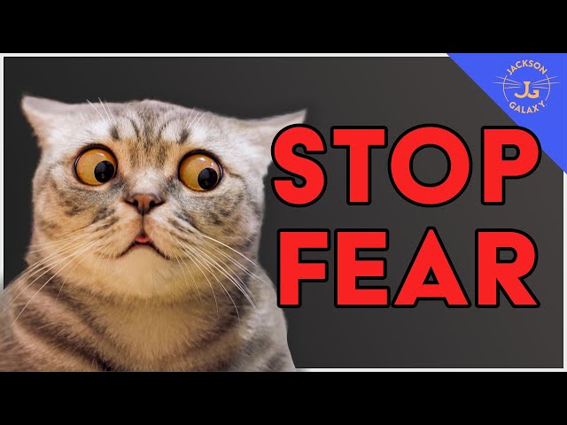 Stop Cat Fear: Is Your Cat AFRAID of Everyday Things?