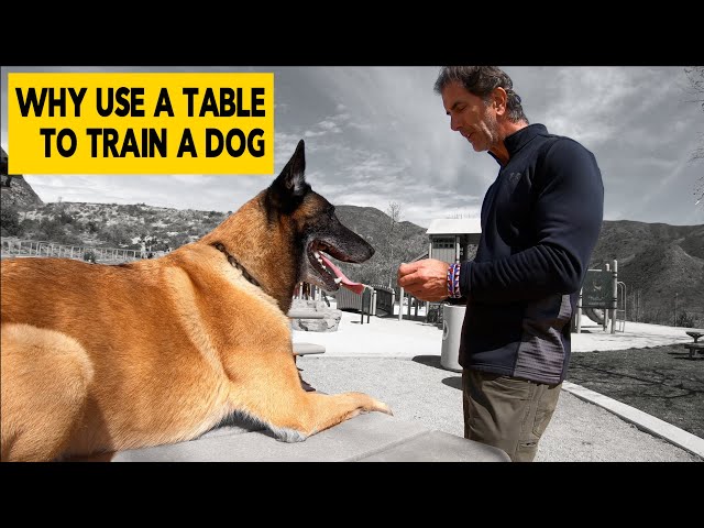 Why Use a Table to Train Your Dog - Robert Cabral Dog Training Video