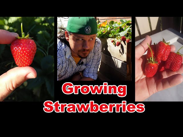 Growing Strawberries - Maintenance Time