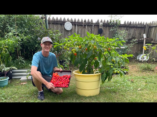 Grow GIANT Pepper Plants for Huge Harvests!