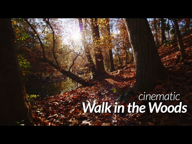 Cinematic Fall Walk in the Woods by a Stream // BMPCC 6K PRO + Canon 10-18mm ef-s