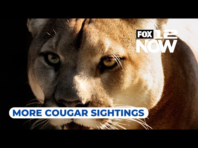 LIVE: Cougar encounters and what to do