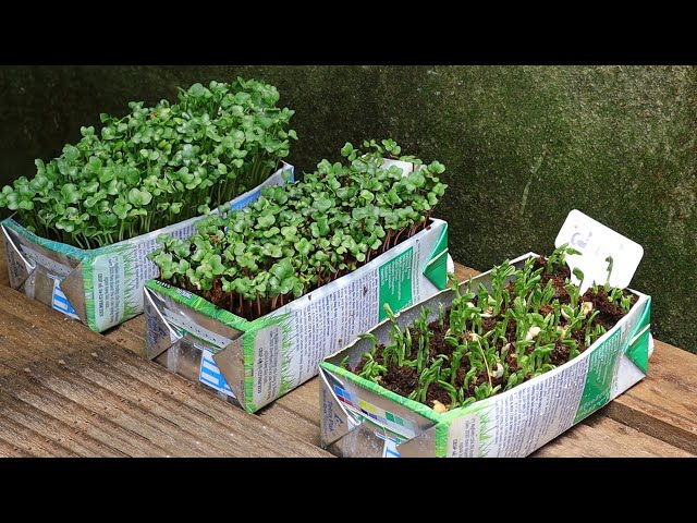 Grow 3 types of 🌱sprouts 🌱 microgreens in recycled milk cartons