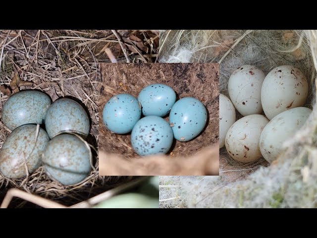 BABY BIRDS in the nest - 3 Bird Nest UPDATES! Which ones have hatched?
