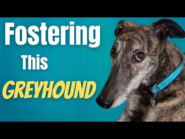 Fostering a Greyhound