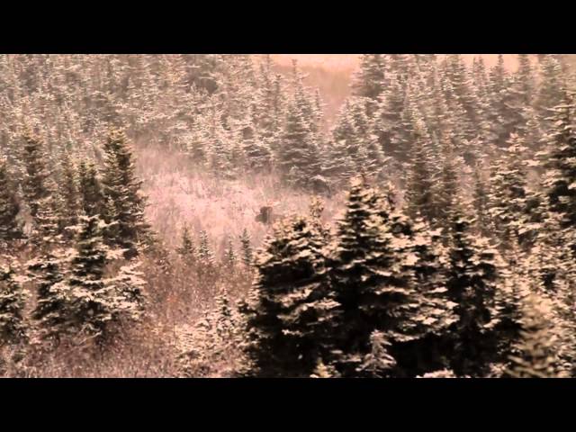 Sitka Films: BC Moose