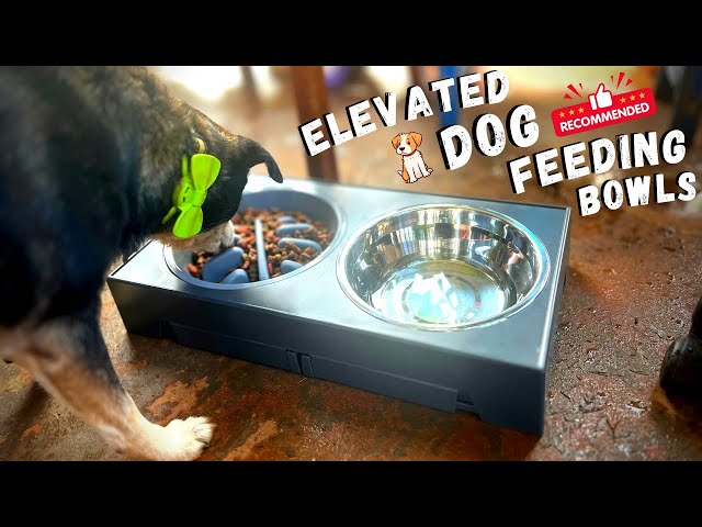 Elevated Dog Bowls with Slow Feeder Amazon - Setup/Review