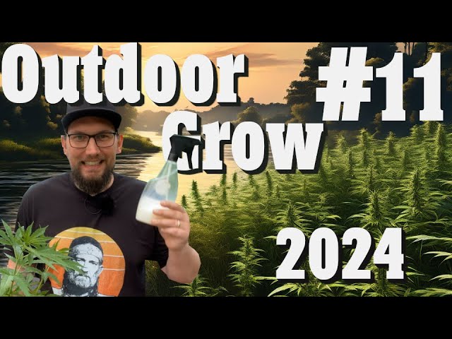Cannabisanbau Outdoor Grow 2024: Pflanzenupdate, Top Dressing und mit Milch gegen Mehltau 😵 | EP 11