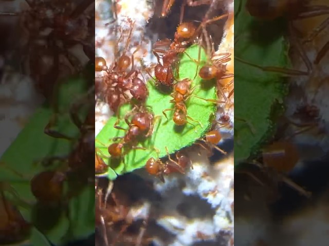 My Ants FAVORITE Leaves