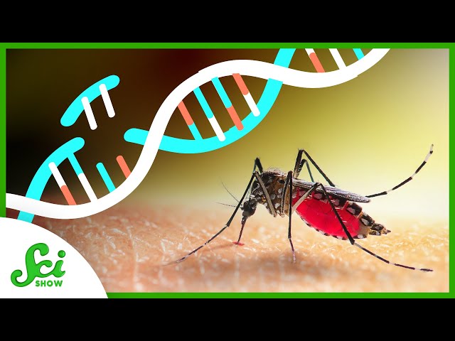 Killing Mosquitoes With a Flip of a Gene
