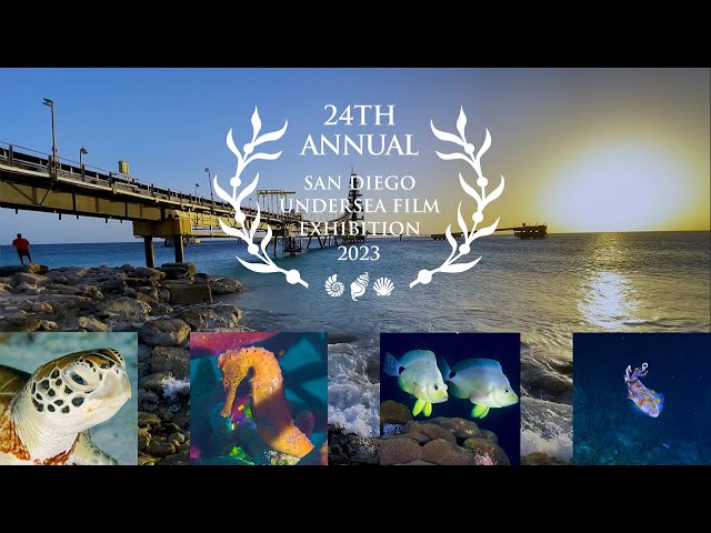 Bonaire Night Life - San Diego Undersea Film Exhibition