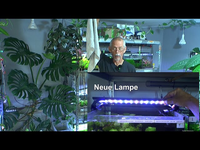Garnelen in der Aquaristik Shrimp time mit neuer Lampe