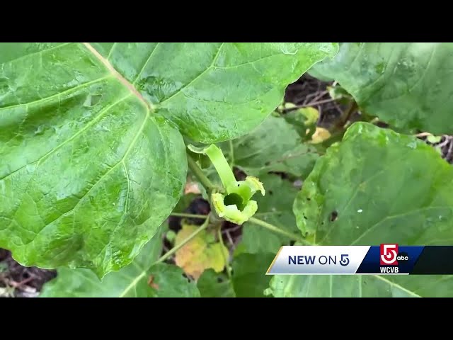 How to tell if the plant in your backyard is an invasive species